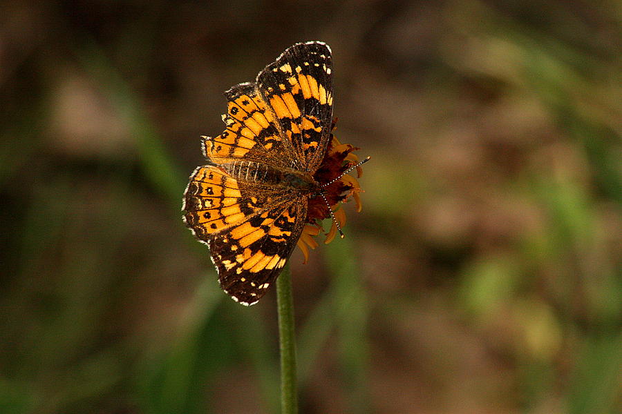 Silvery Checkerspot Butterfly Photograph by Sheila Brown