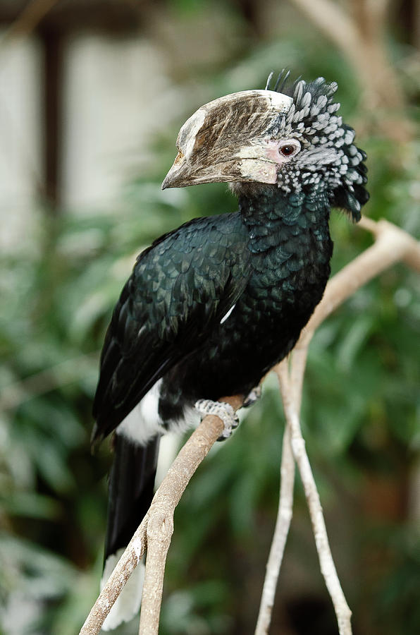 Silvery Cheeked Hornbill Photograph by JT Lewis