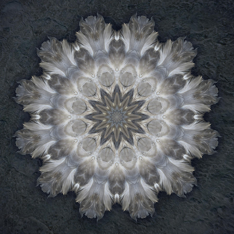 Silvery Petrel Feathers Digital Art by Martha Miller