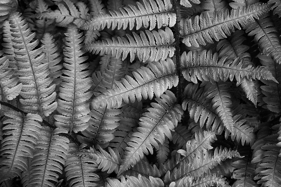 Silvery Ferns BW Photograph by David Gordon
