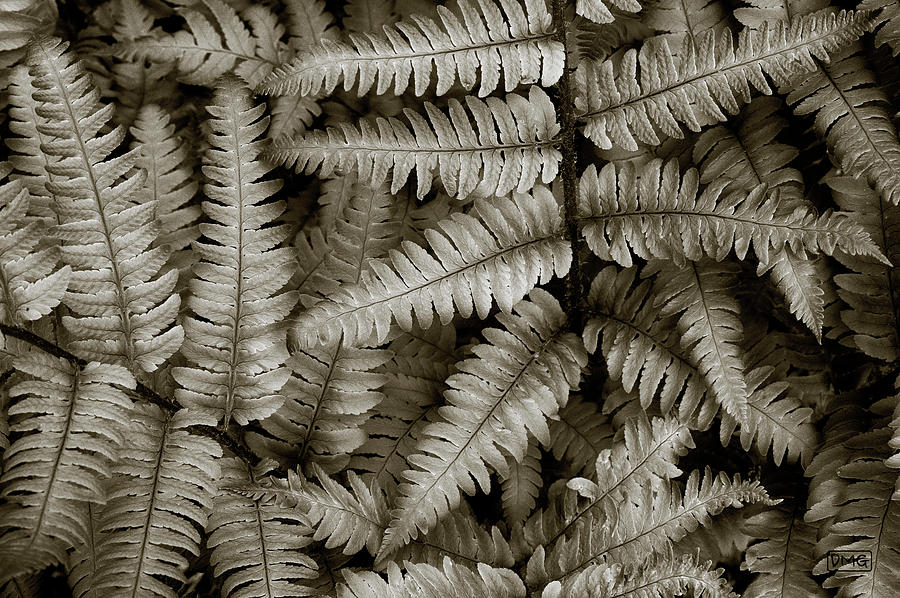 Silvery Ferns Photograph by David Gordon