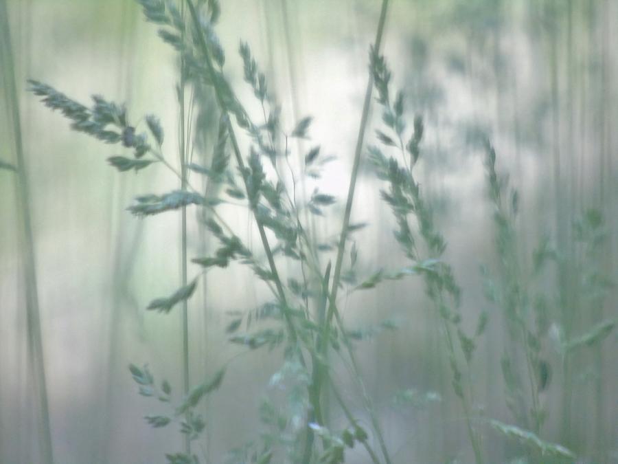 Silvery Green Grasses Photograph by Barbara St Jean