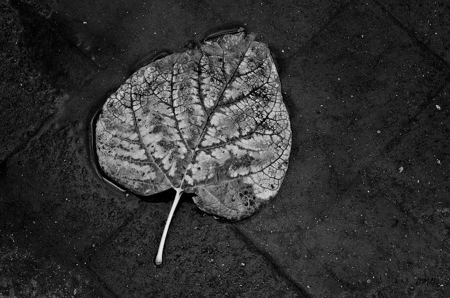 Silvery Leaf I Photograph by David Gordon