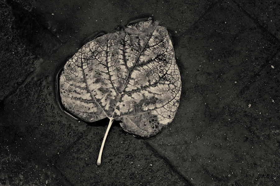 Silvery Leaf I Toned Photograph by David Gordon