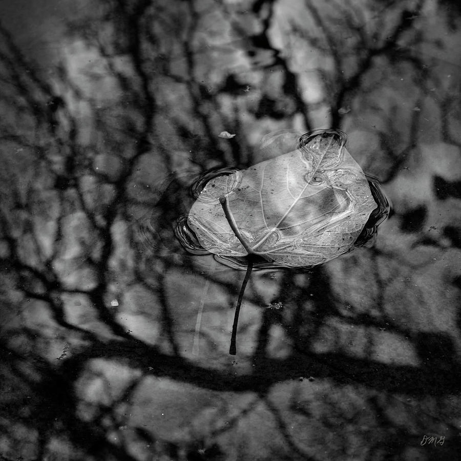Silvery Leaf II Photograph by David Gordon