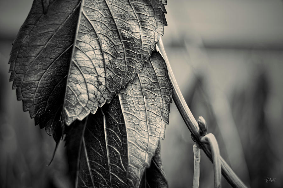 Silvery Leaf III Toned Photograph by David Gordon