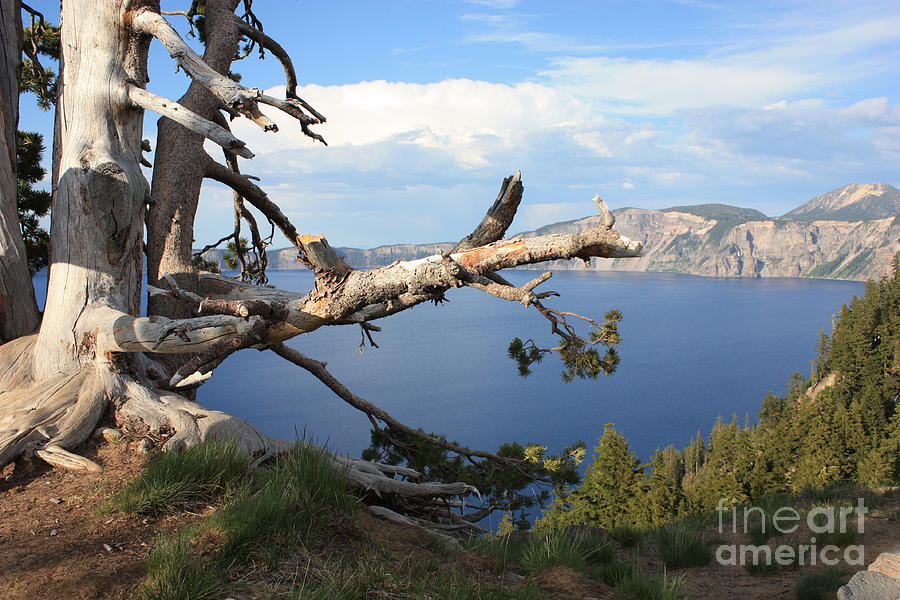 Mountain Photograph - Silvery Tree over Crater Lake by Carol Groenen