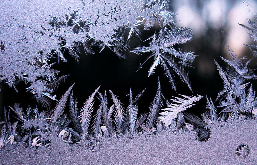 Winter Photograph - Silvery Window Fronds by Liz Allyn