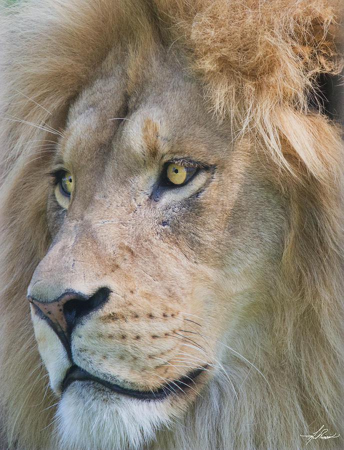 Lion Photograph - Lion by Phil And Karen Rispin