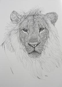 Lion Drawing - Simba by Joanie Arvin Lion Drawing - Simba by Joanie Arvin