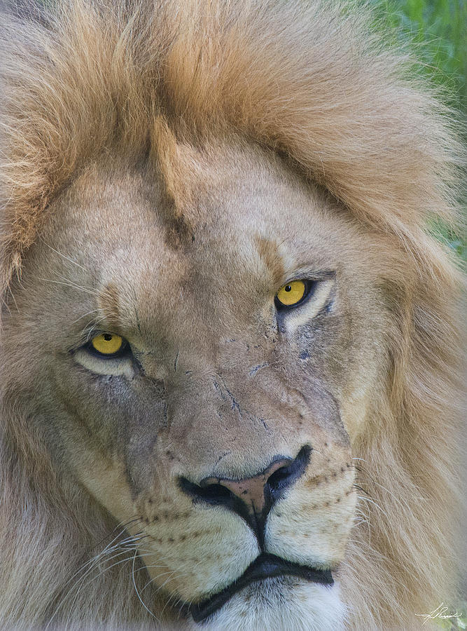 Lion Photograph - Lion #1 by Phil And Karen Rispin