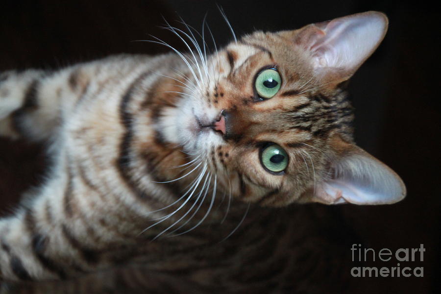 Simba the Bengal cat Photograph by Jennifer E Doll