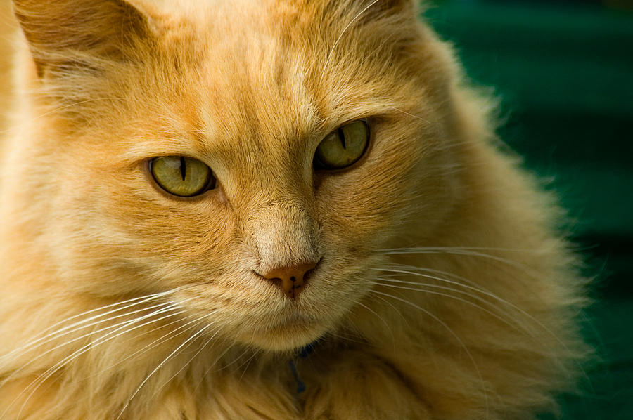Simba the Cat Photograph by Harry Spitz
