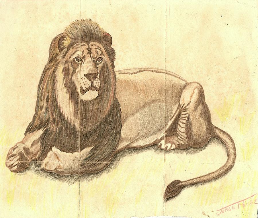 Simba the Lion Drawing by George I Perez