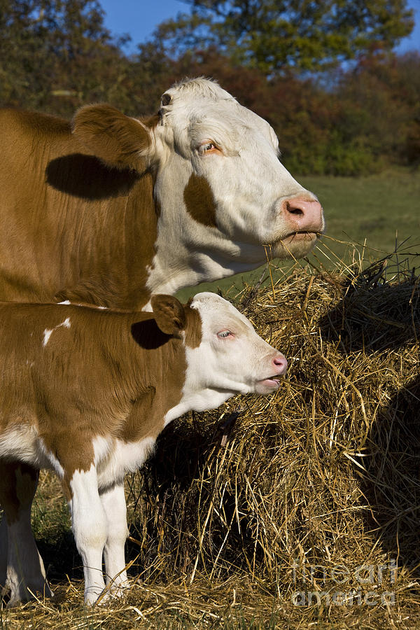 Simmental Cow And Calf Photograph by Jean-Louis Klein & Marie-Luce Hubert