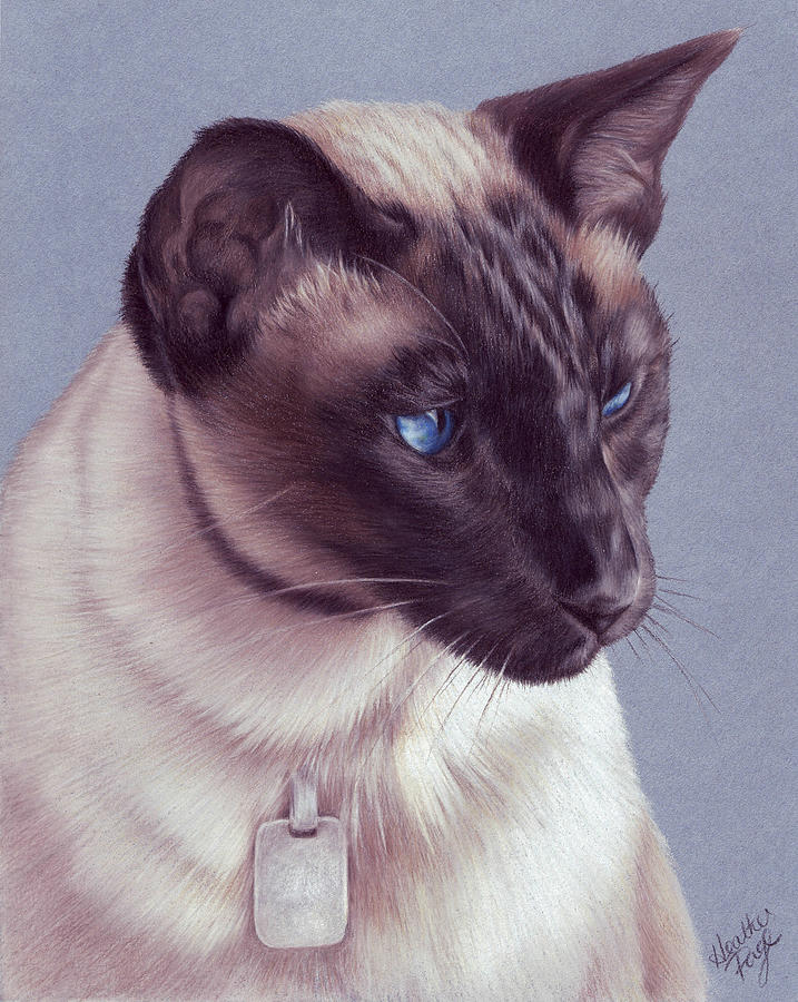 Simon Siamese Cat Drawing by Heather Page