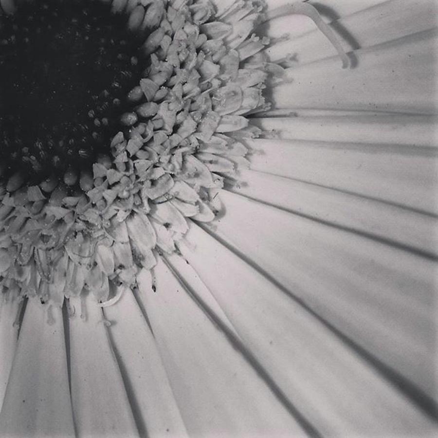 Flower Photograph - Simple Beauty! #blackandwhite #black by Percy Bohannon