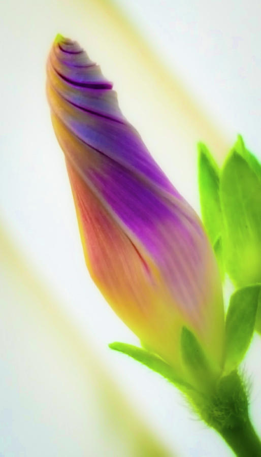 Flowers Still Life Photograph - Simple beauty by Bruce Carpenter