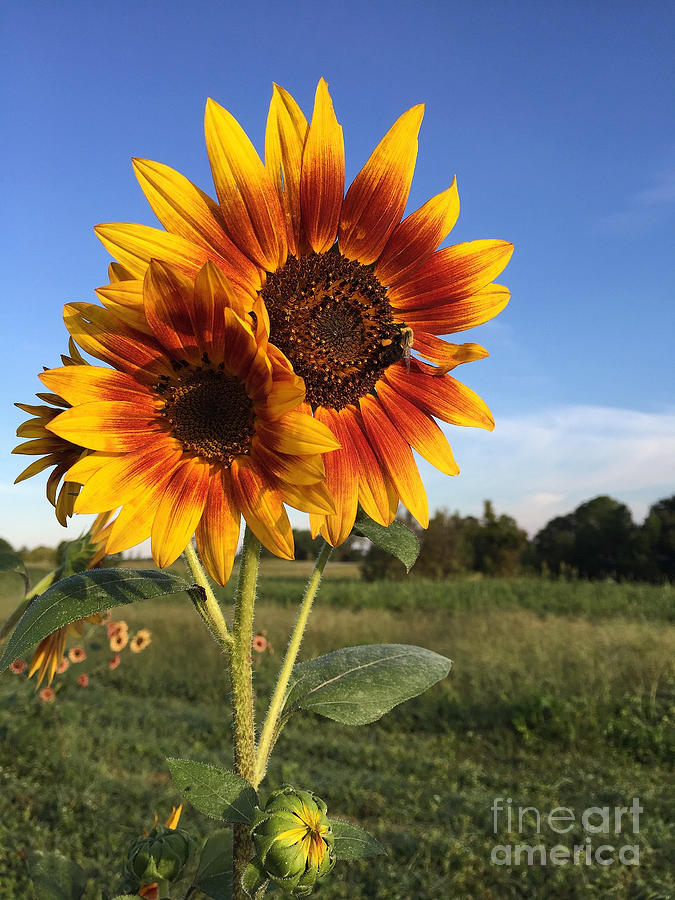 Sunflower  Beauty Photograph by Matthew Seufer
