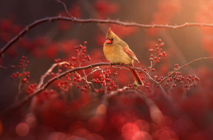 Cardinal Photograph - Simple Beauty by Rob Blair