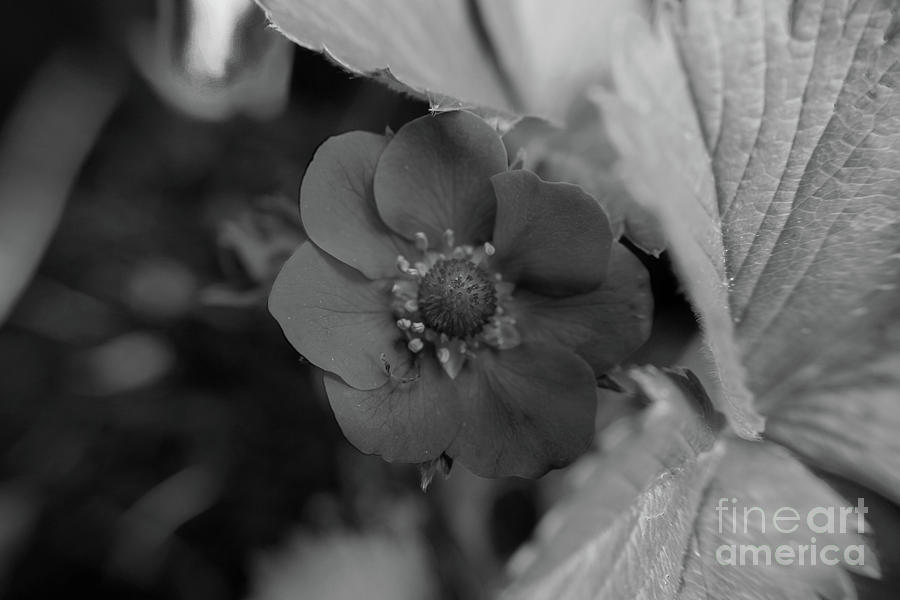 Simple Black And White Flower Photograph