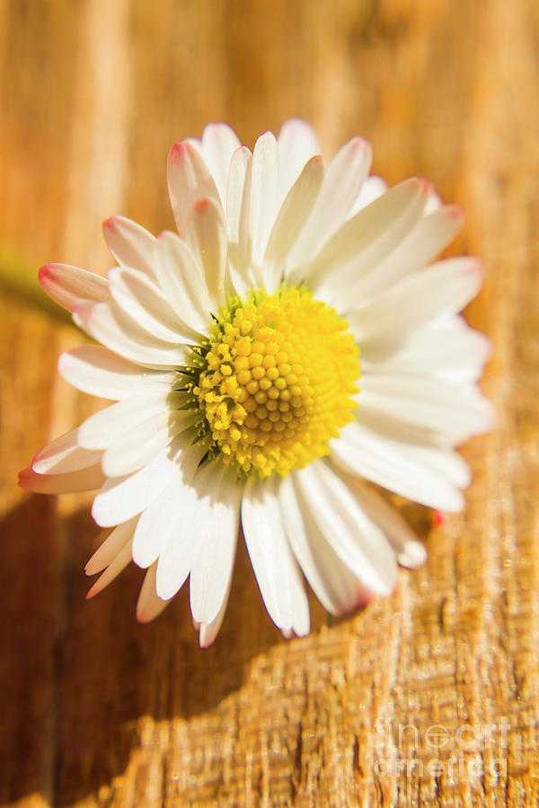 Simple camomile  in sunlight Photograph by Jorgo Photography
