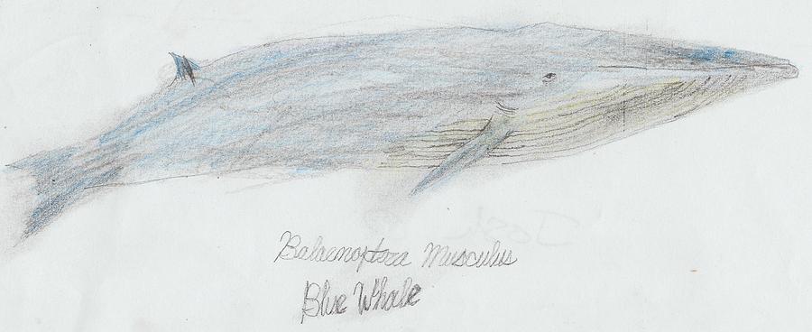 Simple Colored Blue Whale Drawing by Joshua Olinger - Fine Art America