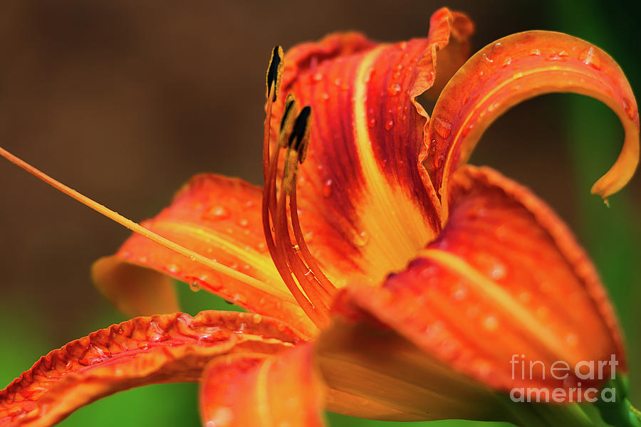 Simple Day Lily Photograph