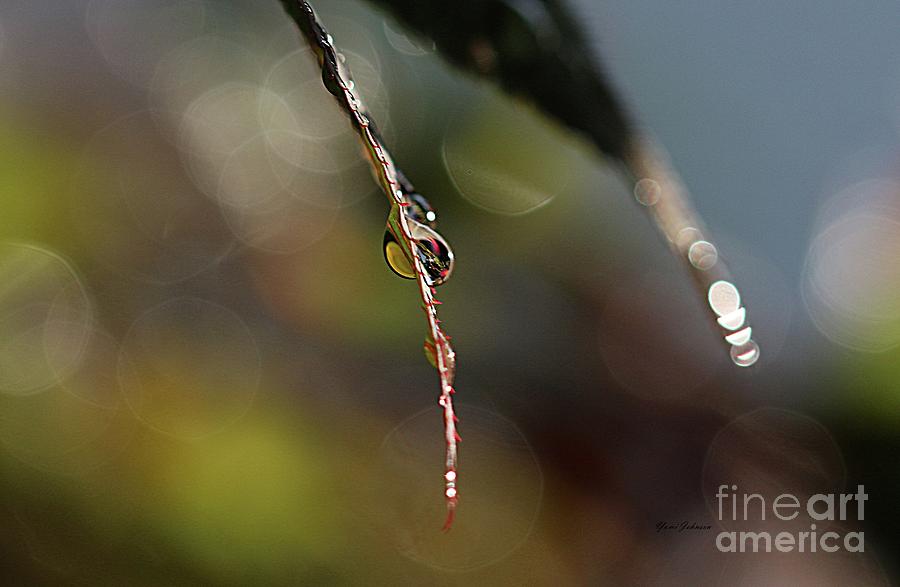 Simple droplet Photograph by Yumi Johnson