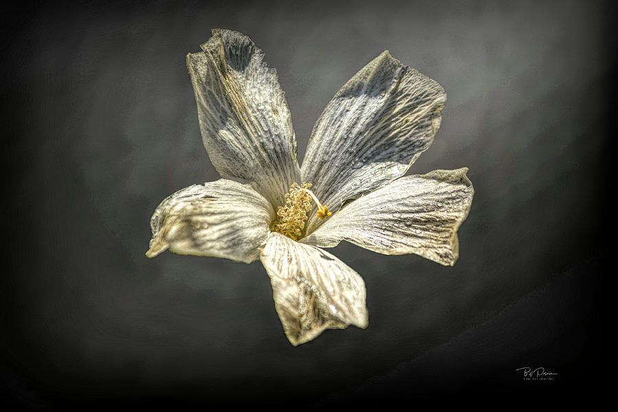 Simple Flower Photograph by Bill Posner