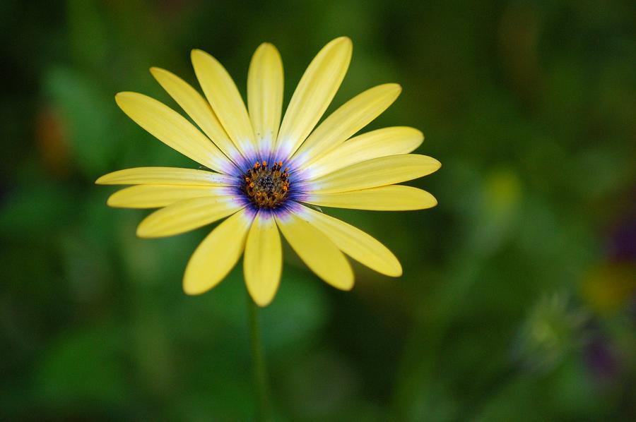 Spring Photograph - Simple Flower by Jennifer Englehardt