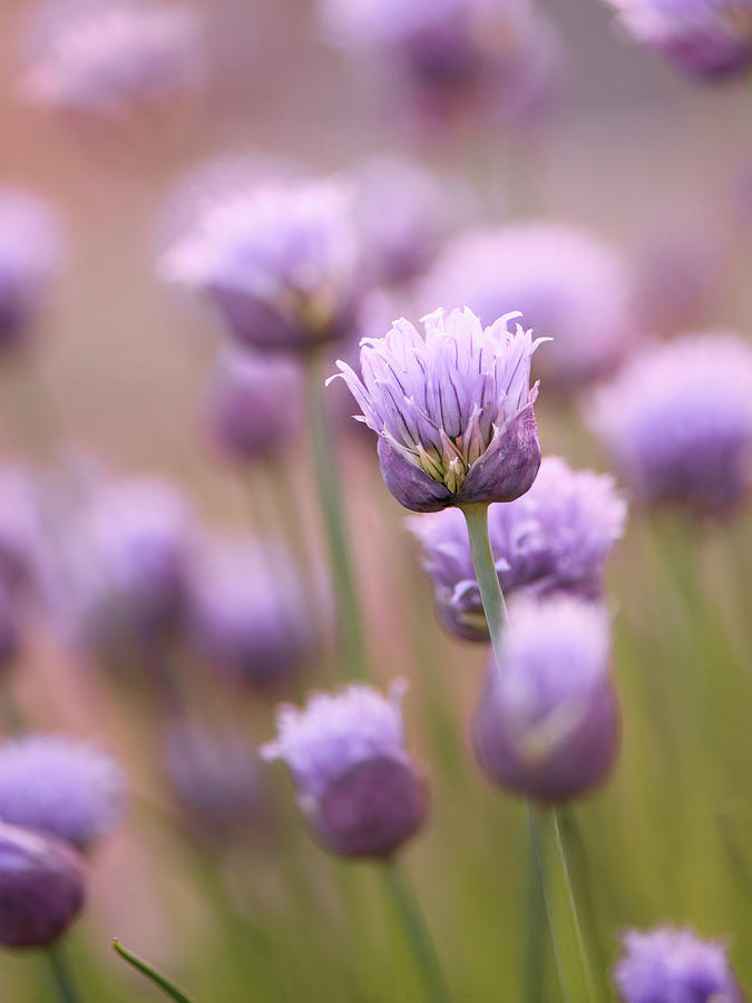 Simple Flowers Photograph by Jennifer Grossnickle