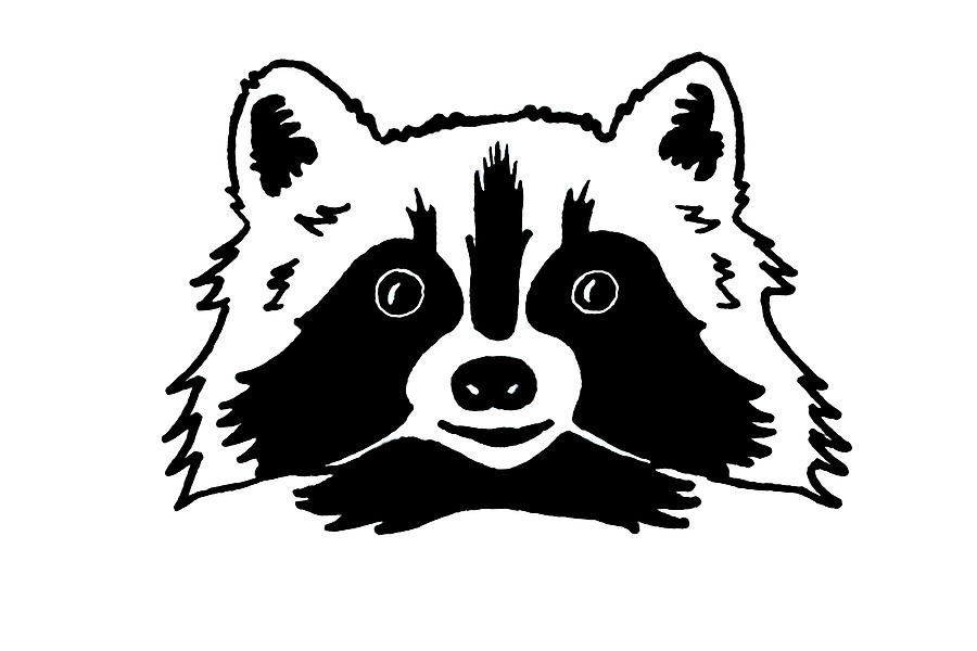 Raccoon Cartoon