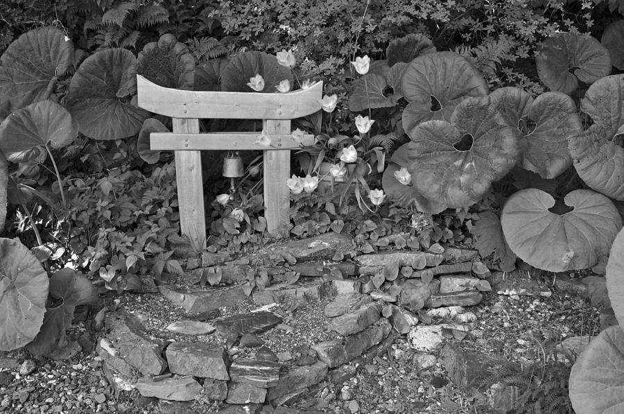 Simple Garden in Monochrome Photograph by Cathy Mahnke