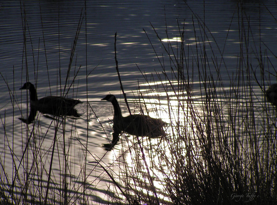 Simple geese Photograph by George Tuffy
