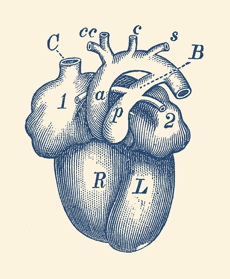 Simple Human Heart Diagram Drawing by Vintage Anatomy Prints