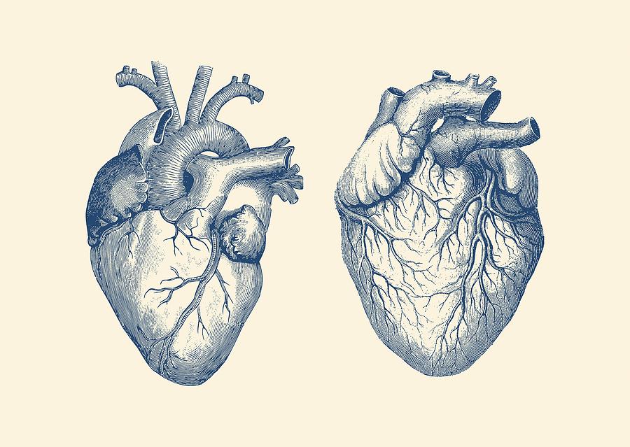 Simple Human Heart - Dual View - Vintage Anatomy Poster Drawing by Vintage  Anatomy Prints - Fine Art America