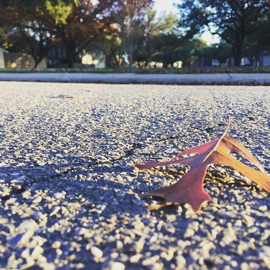 Dallas Photograph - Simple Leaf On The Road! by Devin Workman