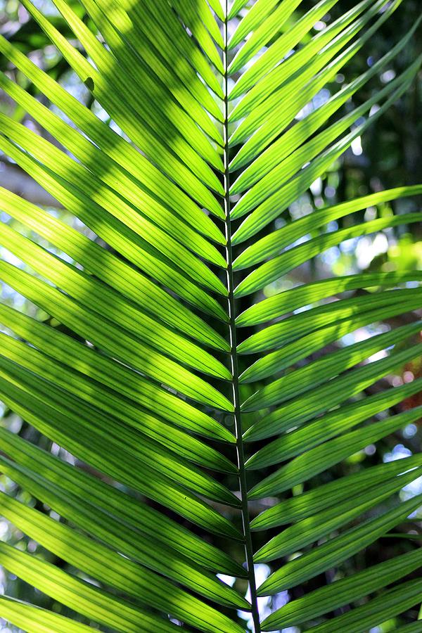 Simple Palm Photograph By Mesa Teresita - Fine Art America