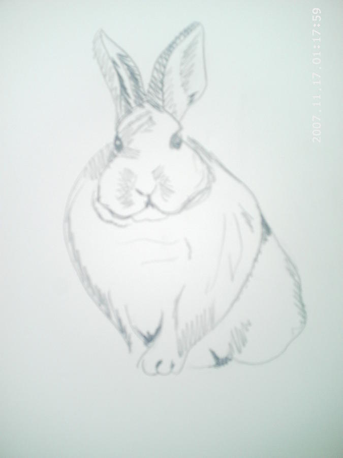 7,500+ Simple Rabbit Drawing Stock Illustrations, Royalty-Free Vector  Graphics & Clip Art - iStock