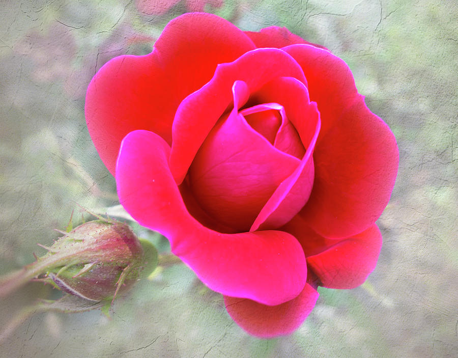 Nature Photograph -  Simple Rose by Phyllis Taylor