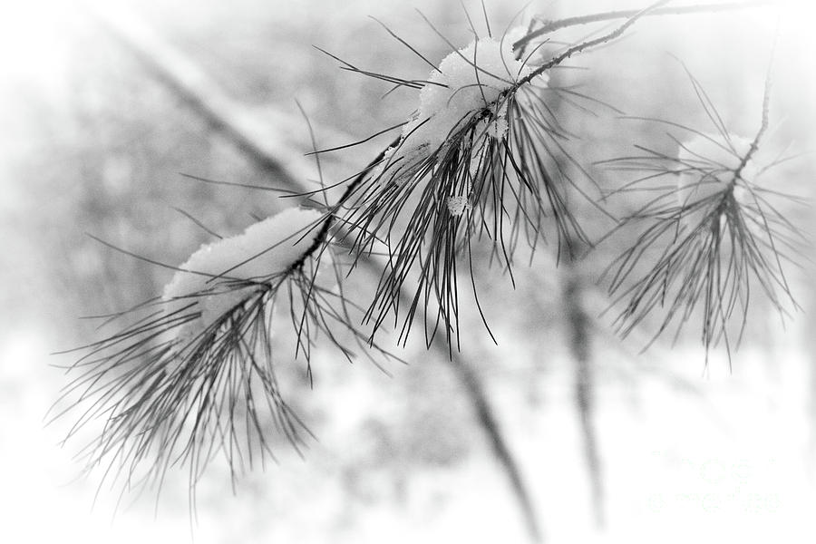 Simple Snow Pine Photograph by Mim White