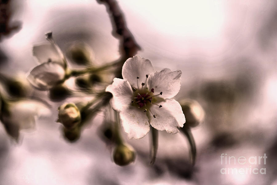 Simple Spring Blossom Photograph