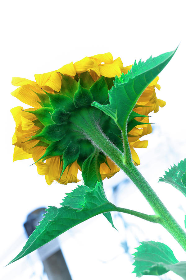 Sunflower Photograph - Simple sunflower by Edgar Laureano
