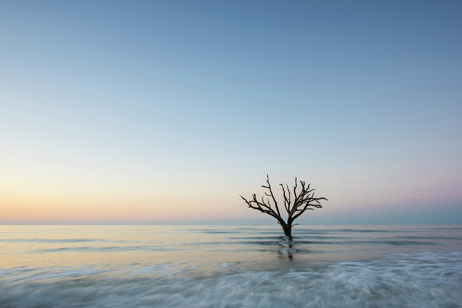 Nature Photograph - Simple Tree by Jon Glaser