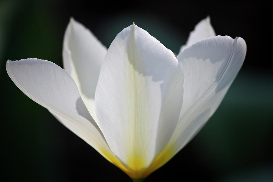 Simple White Tulip Photograph by Teresa Mucha