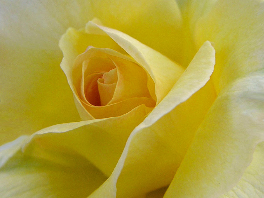Flowers Still Life Photograph - Simple Yellow Rose by Trisha Allard