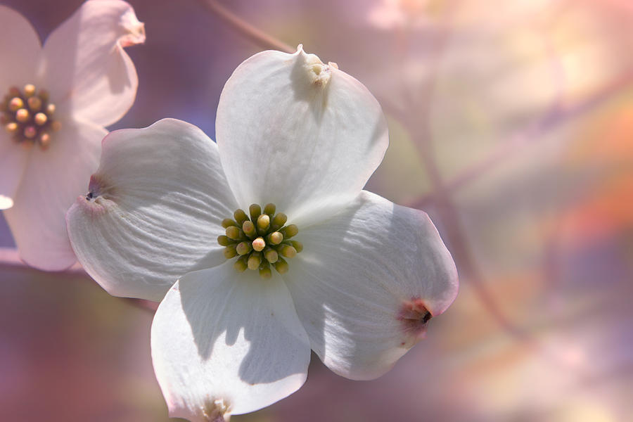 Simplicity a Dogwood Blossom Photograph by Mary Almond