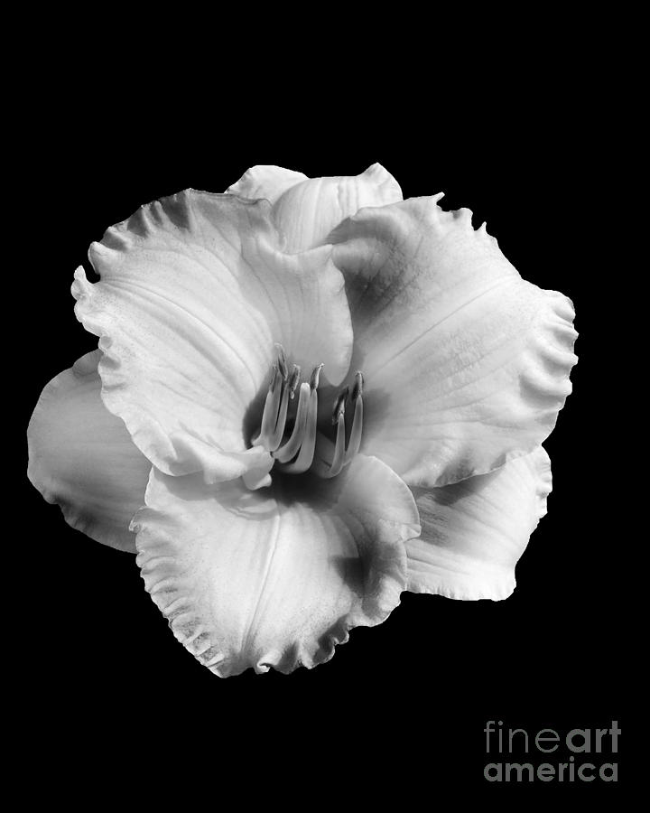 Flowers Still Life Photograph - Simplicity by Diane E Berry