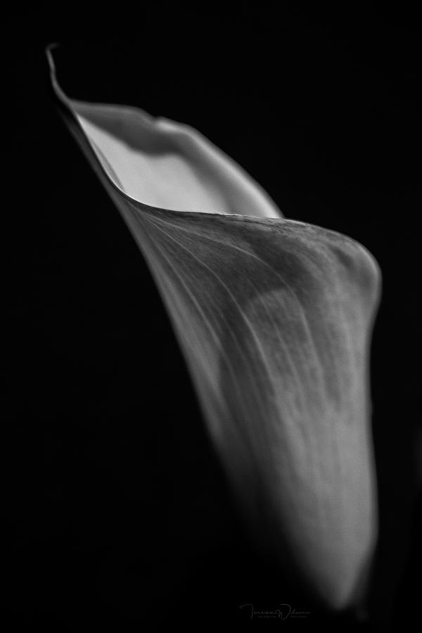 Simplicity in Black and White Photograph by Teresa Wilson